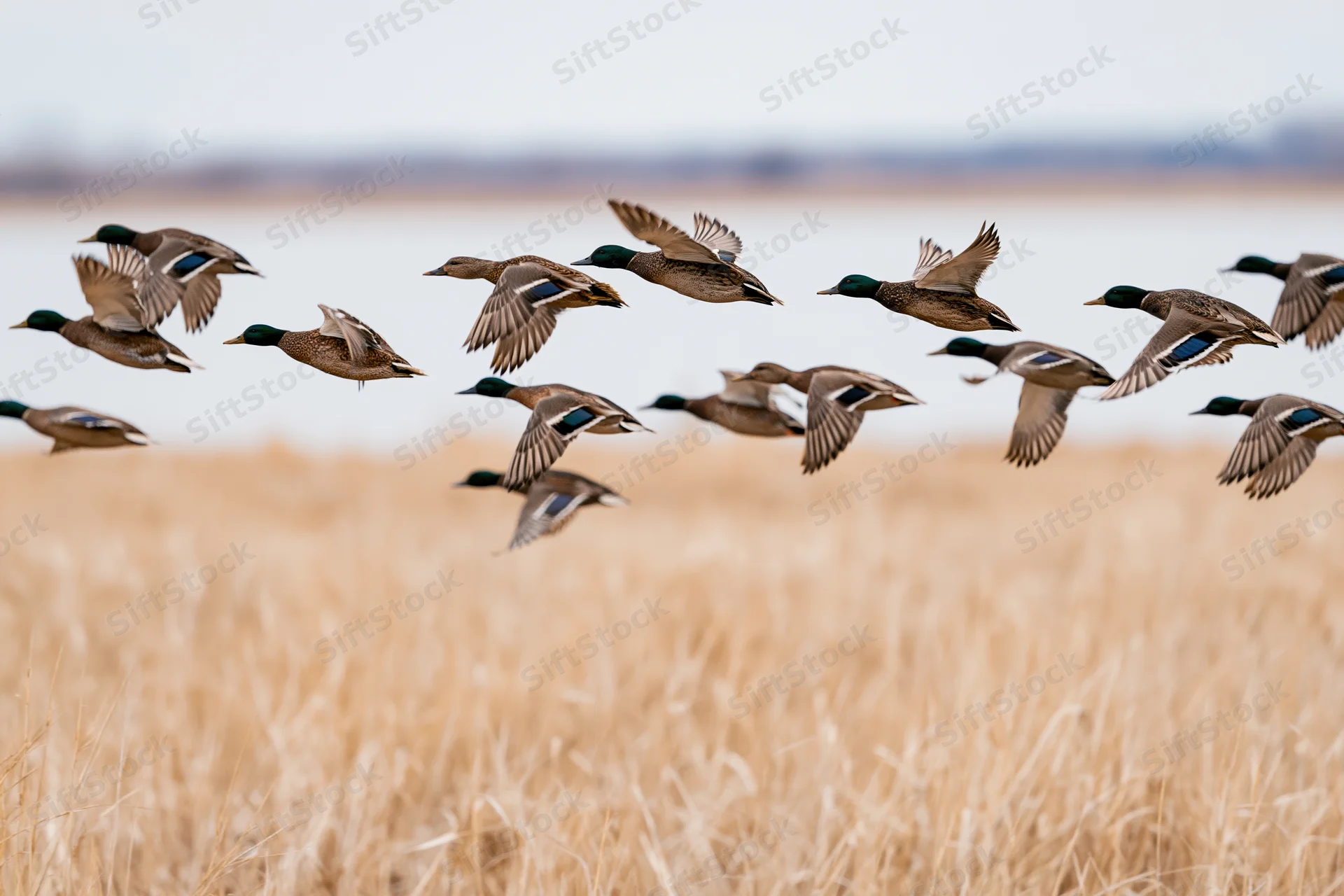 Flock of mallard ducks in mid-flight low over a golden field of dry grass near water