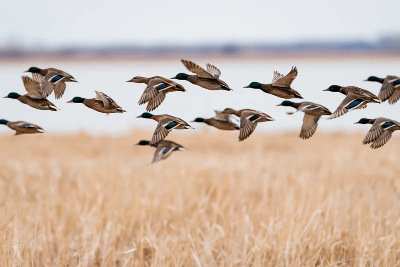 Flock of mallard ducks in mid-flight low over a golden field of dry grass near water