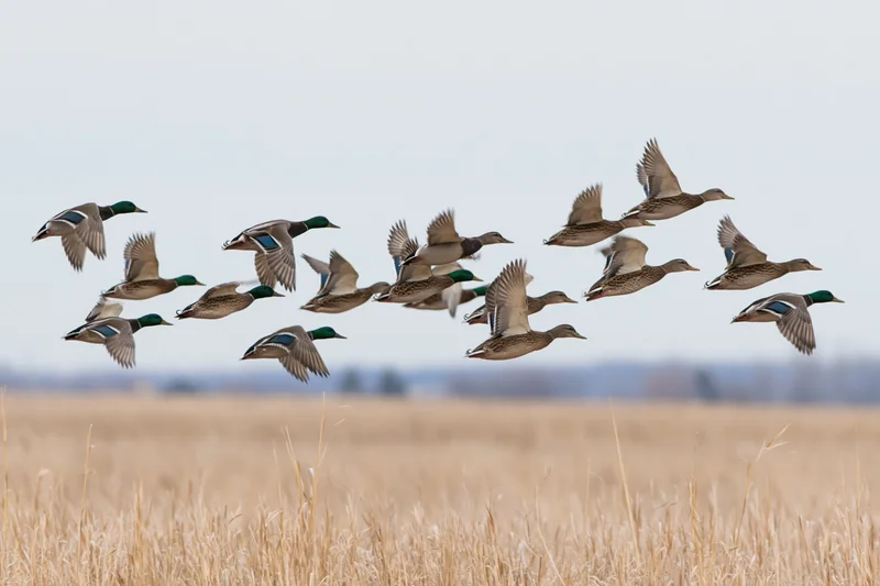 Flock of mallard ducks in flight low over a golden field