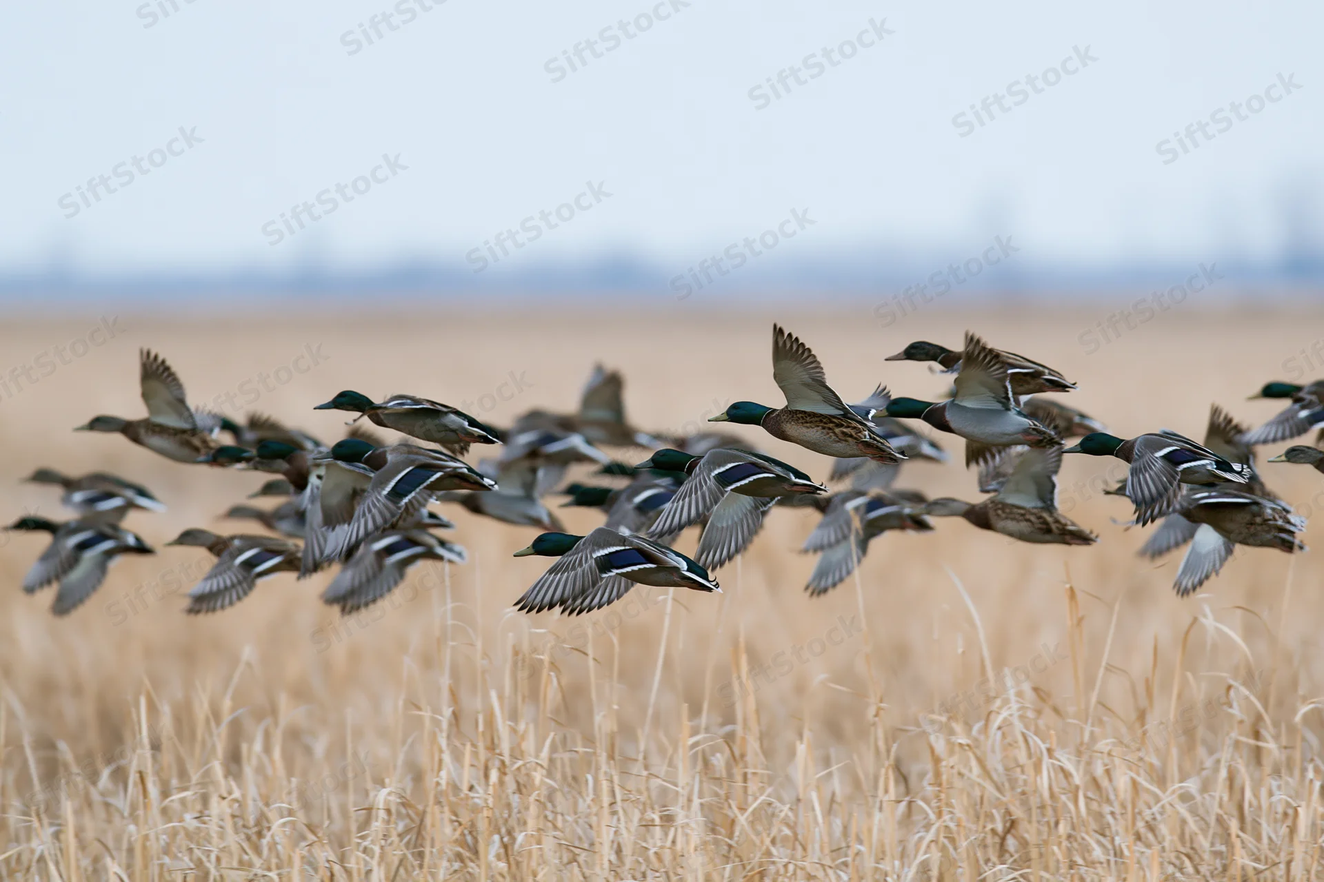 Flock of mallard ducks in flight low over a golden field of dry grass