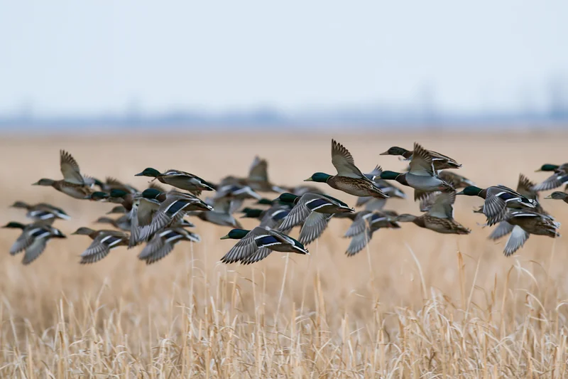 Flock of mallard ducks in flight low over a golden field of dry grass