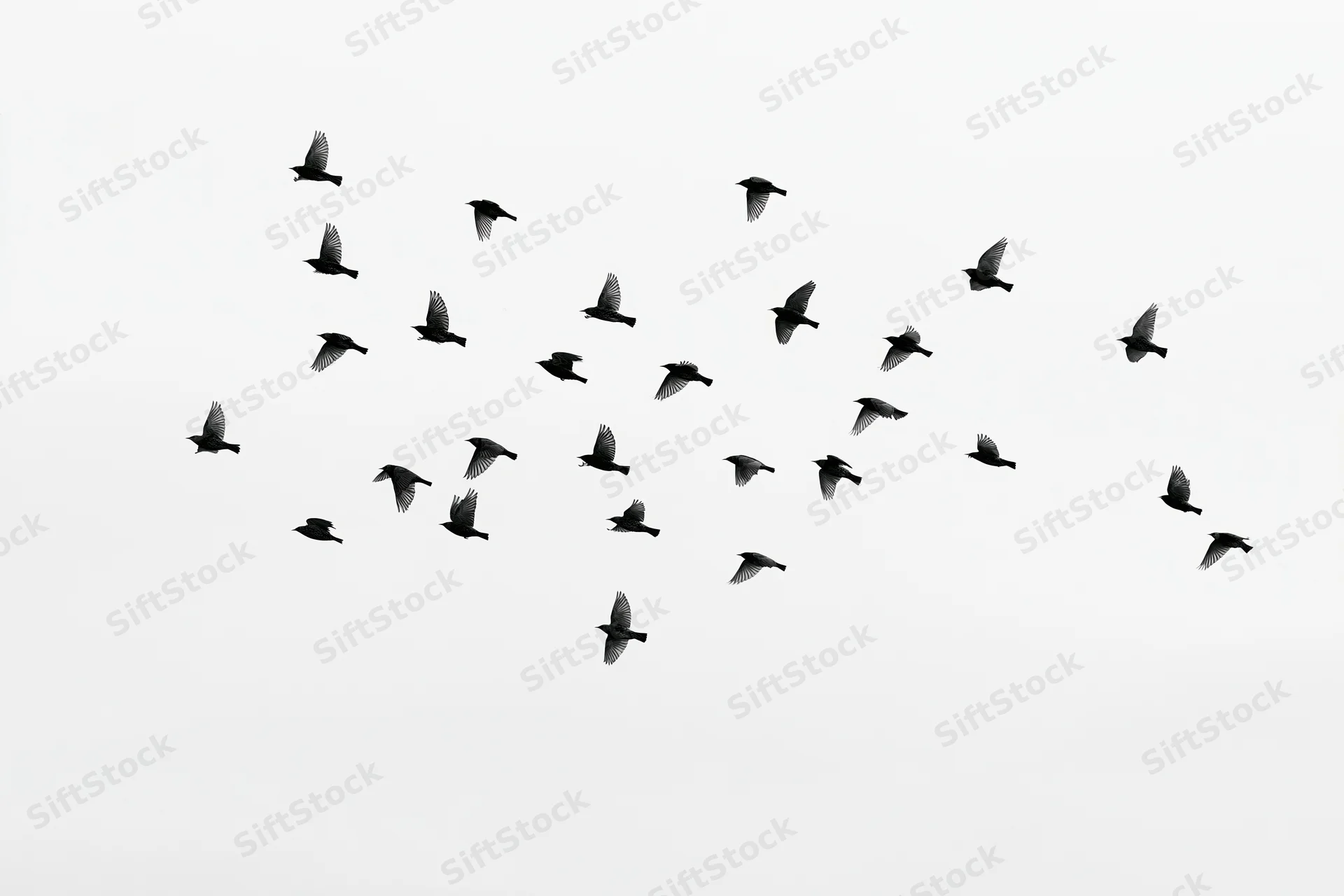 Silhouetted birds in mid-flight against a white sky