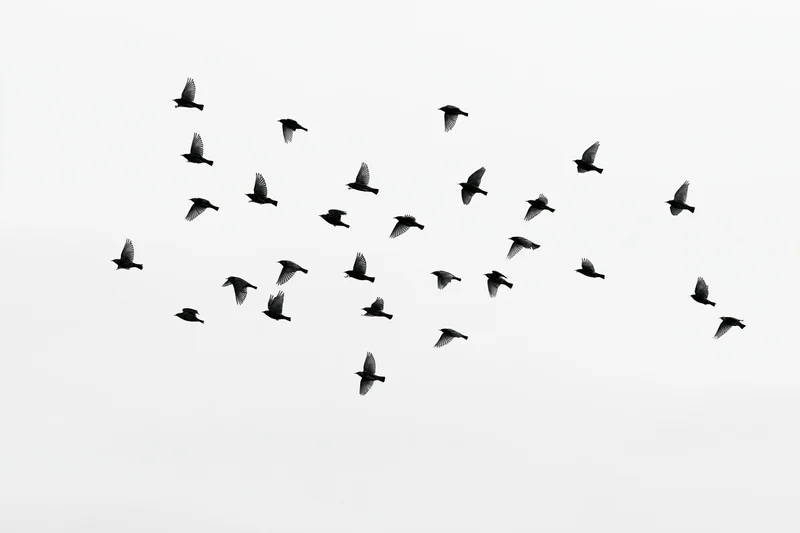 Silhouetted birds in mid-flight against a white sky