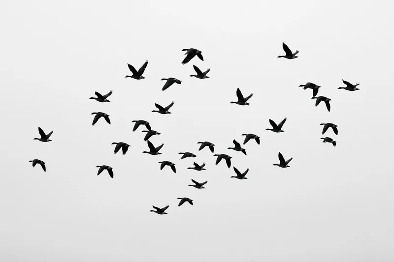 Silhouetted flock of birds in mid-flight against a plain sky