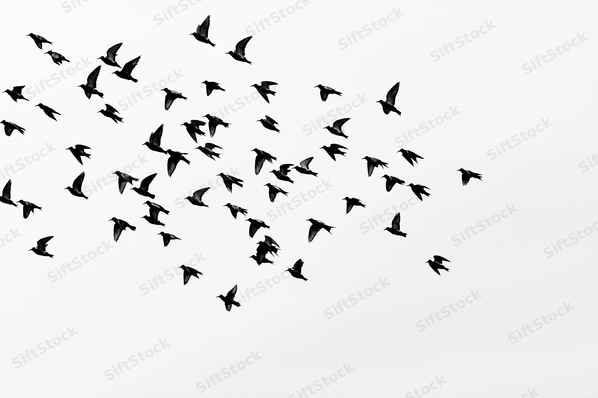 Silhouetted flock of birds in mid-flight against a white sky