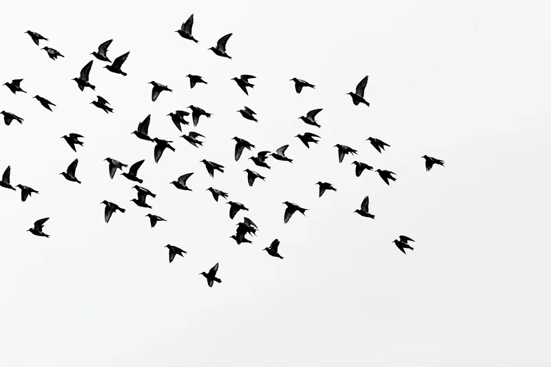 Silhouetted flock of birds in mid-flight against a white sky