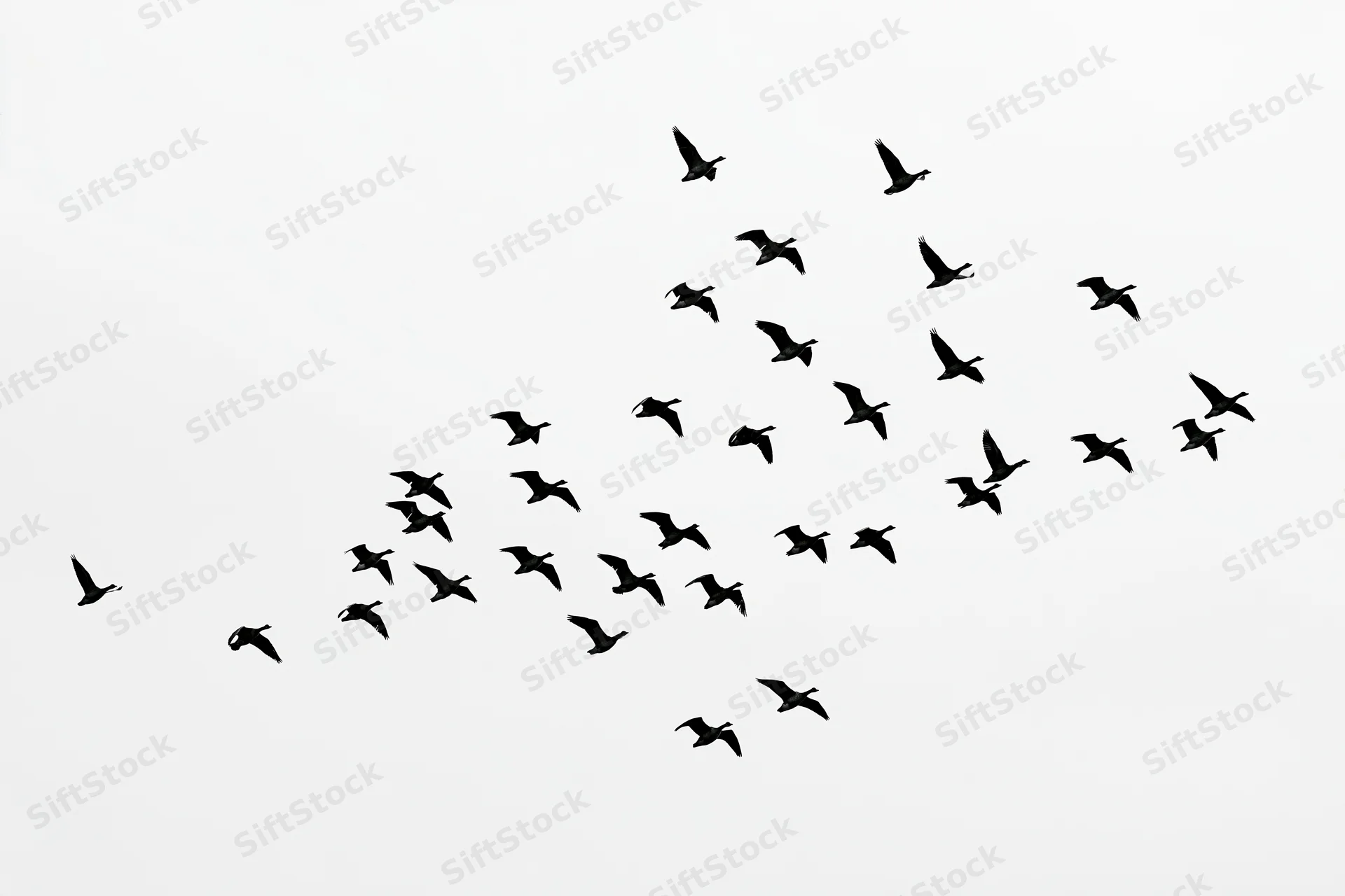 Silhouetted flock of birds in flight formation against a white sky