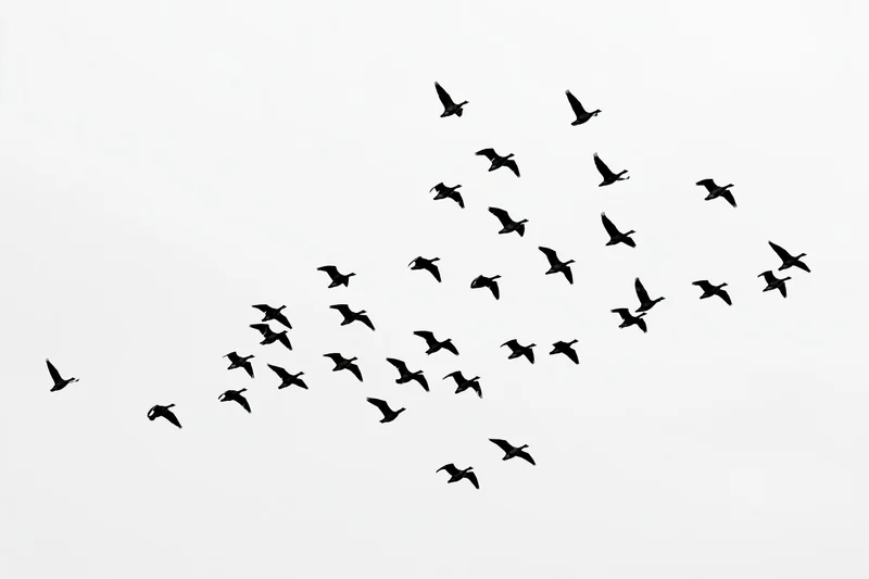 Silhouetted flock of birds in flight formation against a white sky