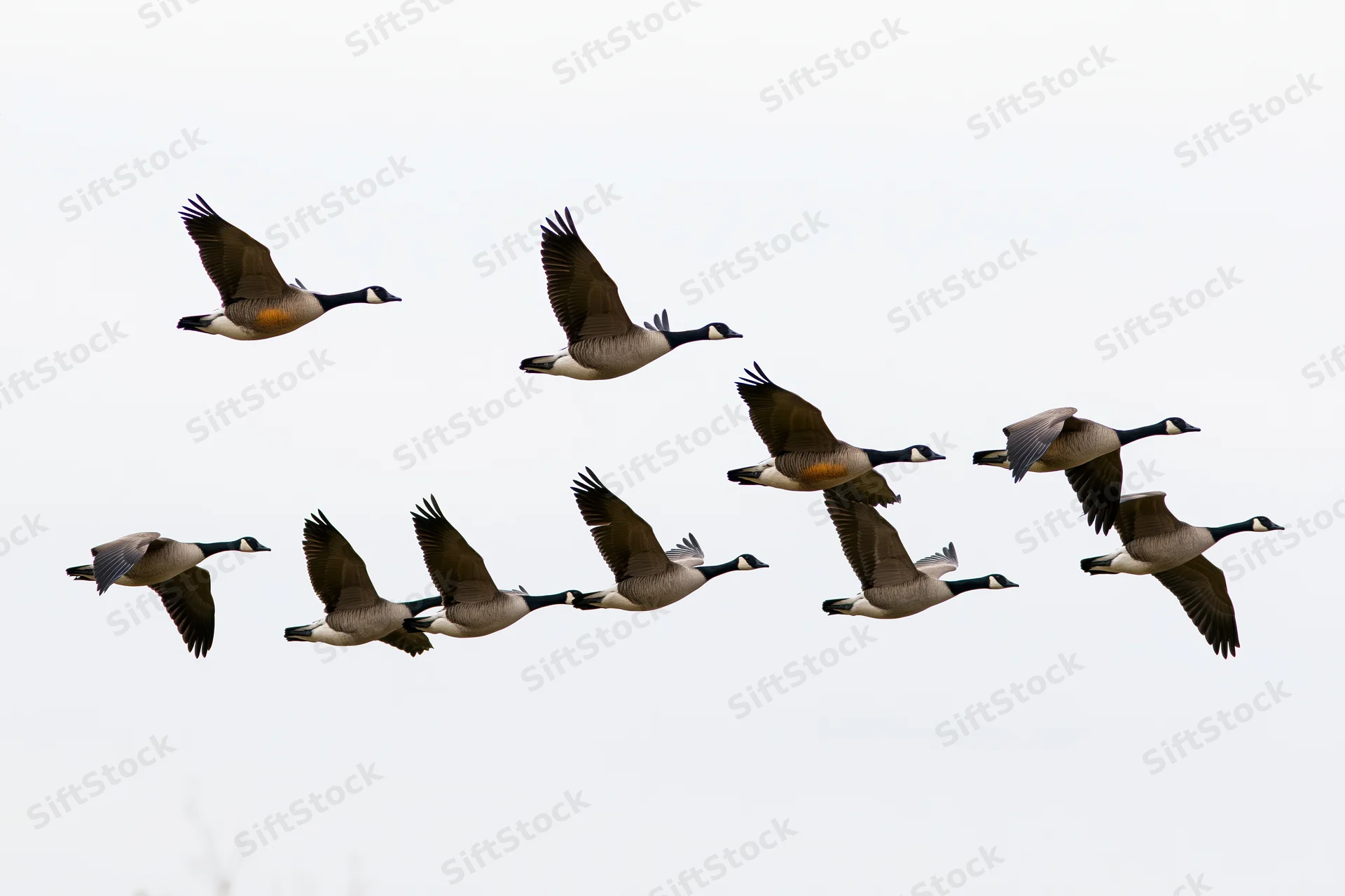 Flock of canada geese in mid-flight formation against a plain sky
