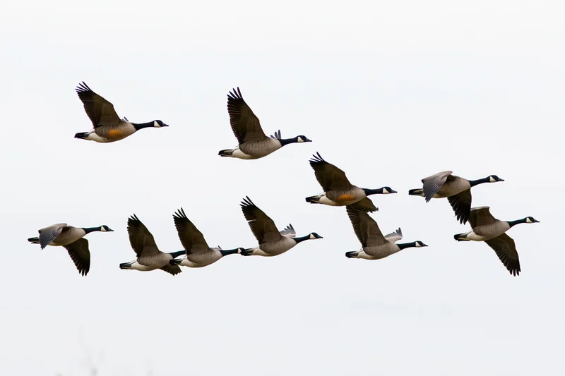 Flock of canada geese in mid-flight formation against a plain sky