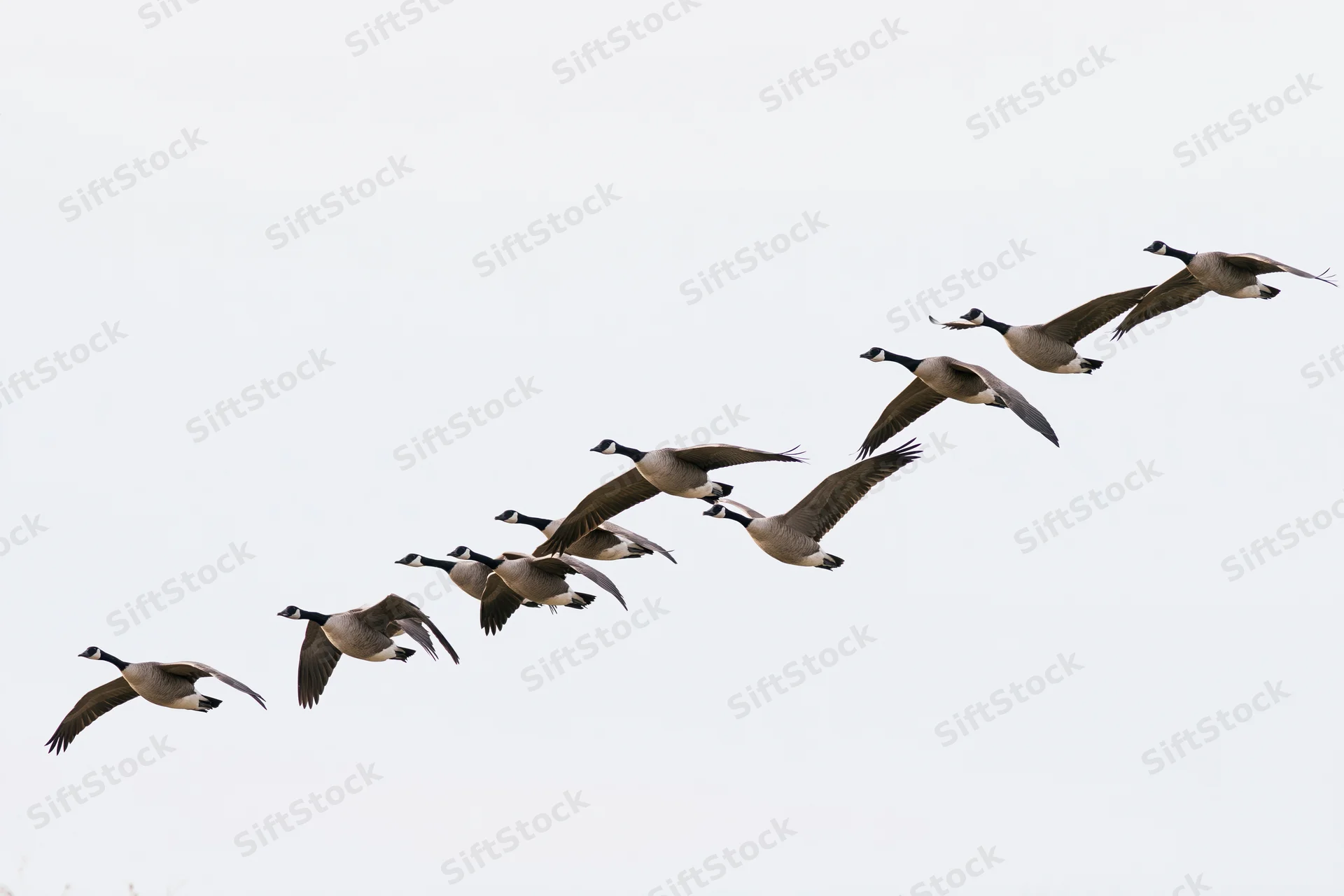 Flock of canada geese in v-formation flight against white sky