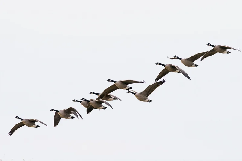 Flock of canada geese in v-formation flight against white sky