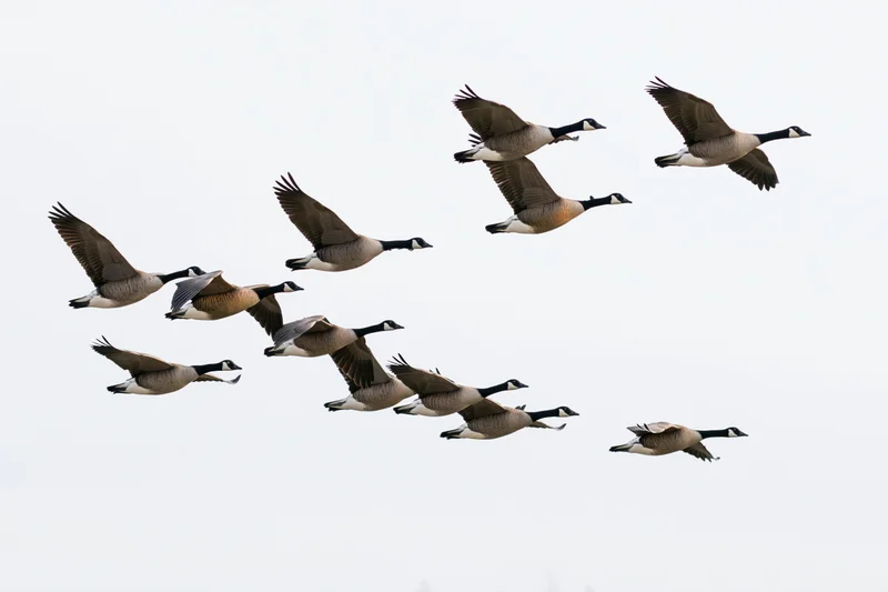 Flock of canada geese in mid-flight formation against overcast sky