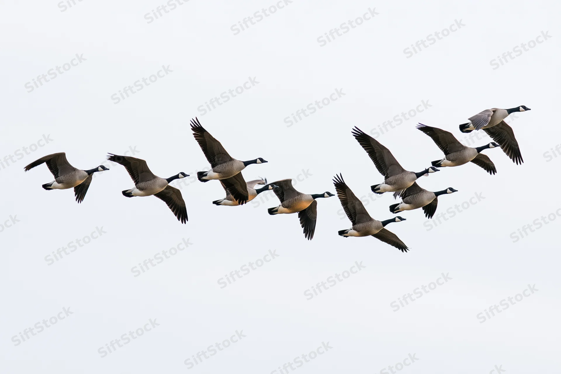 Flock of canada geese in mid-flight formation against a plain sky
