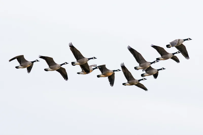 Flock of canada geese in mid-flight formation against a plain sky
