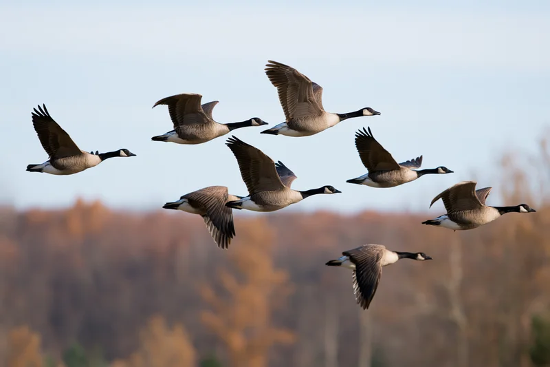 Seven canada geese in mid-flight with wings spread against a blurred autumn forest backdrop