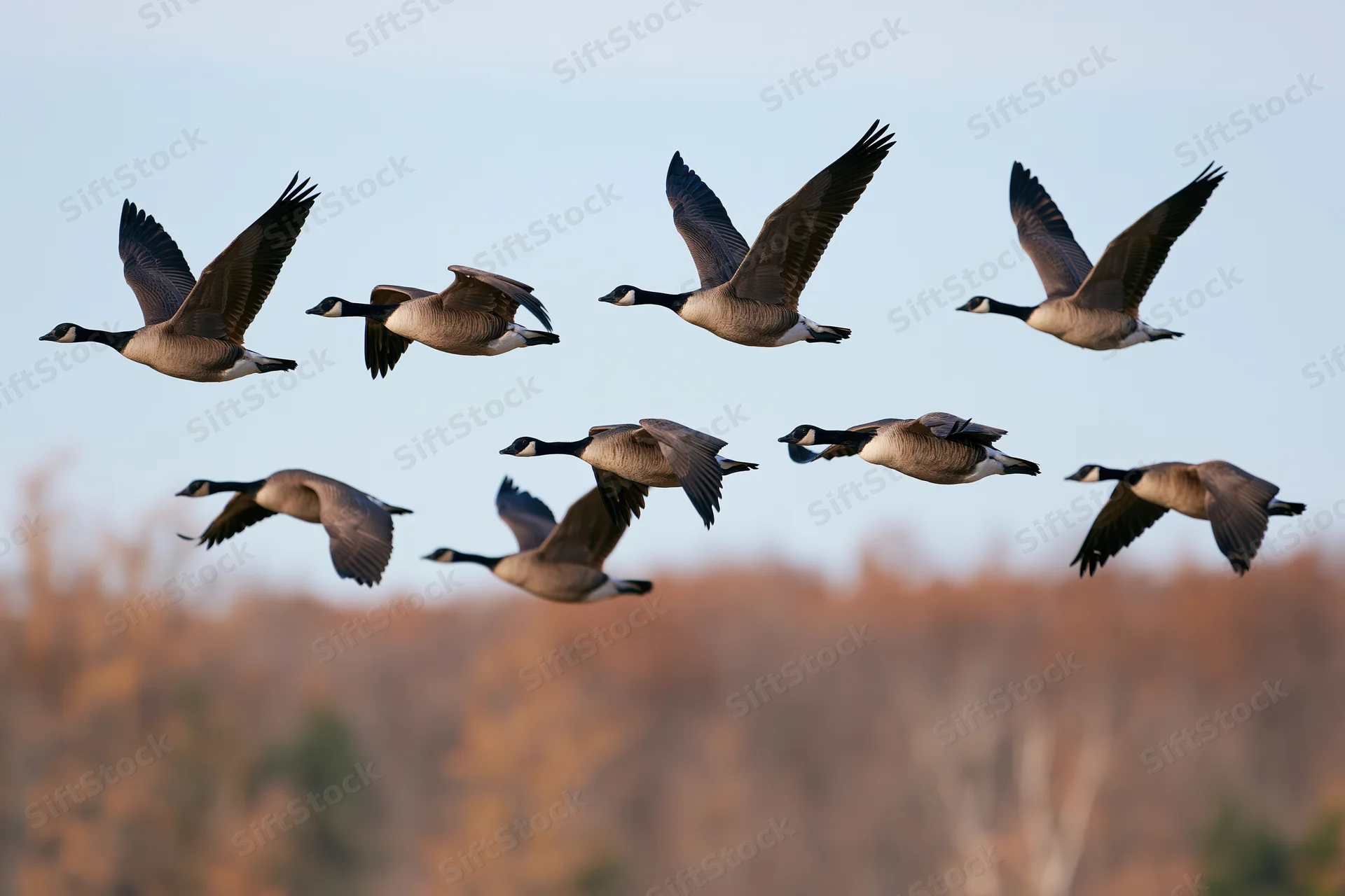 Flock of canada geese in mid-flight with wings spread against autumn sky and blurred forest background