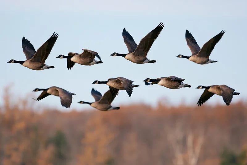 Flock of canada geese in mid-flight with wings spread against autumn sky and blurred forest background