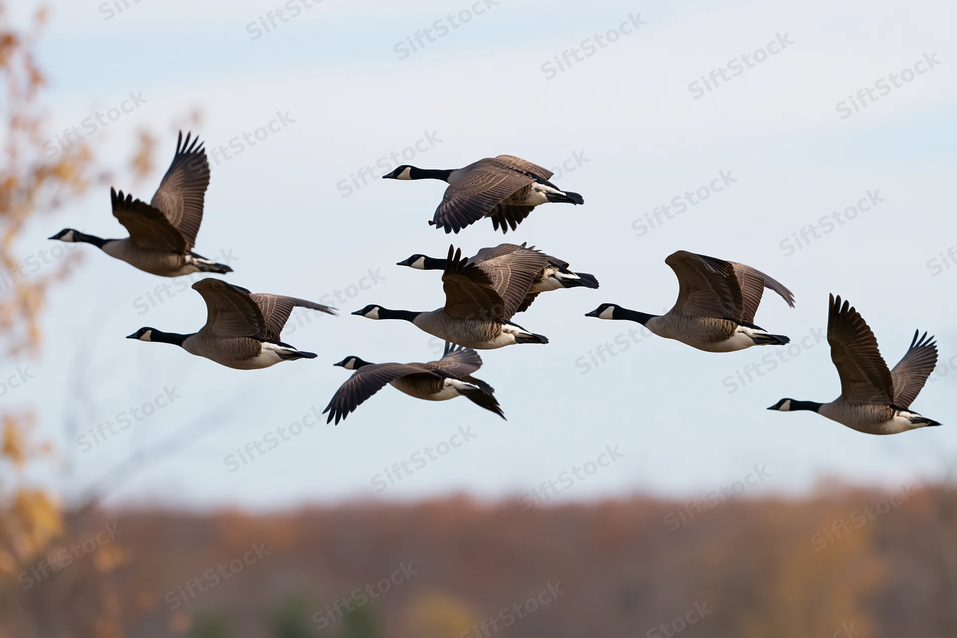Seven canada geese in mid-flight with wings spread against a soft autumn sky and blurred trees below
