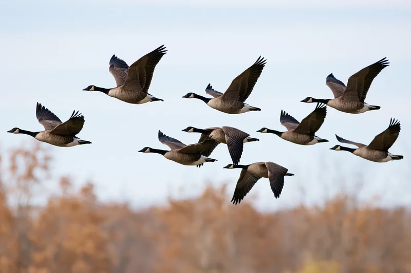 Flock of canada geese in mid-flight with wings spread against autumn foliage and sky