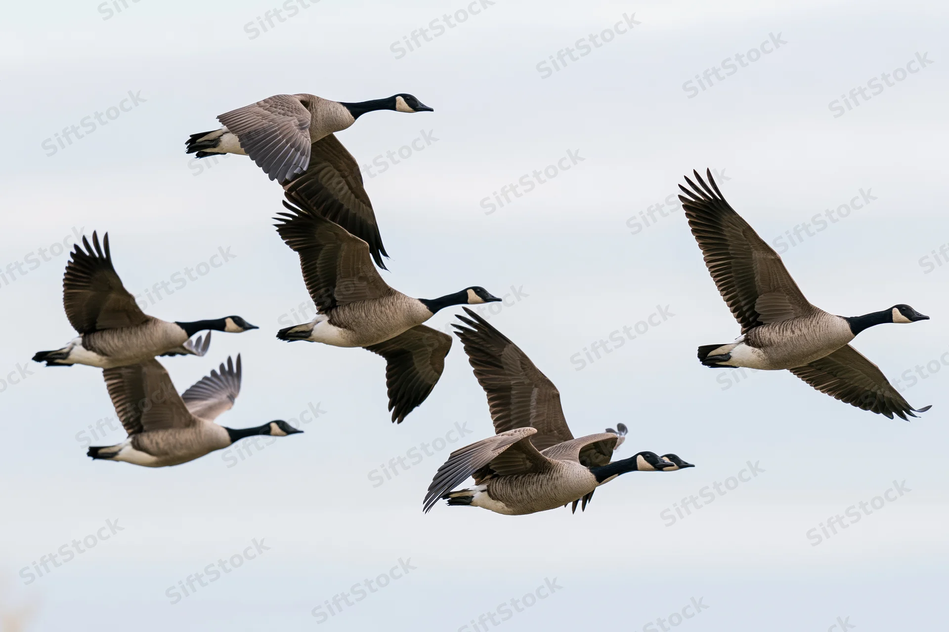 Six canada geese in mid-flight with wings fully spread against overcast sky