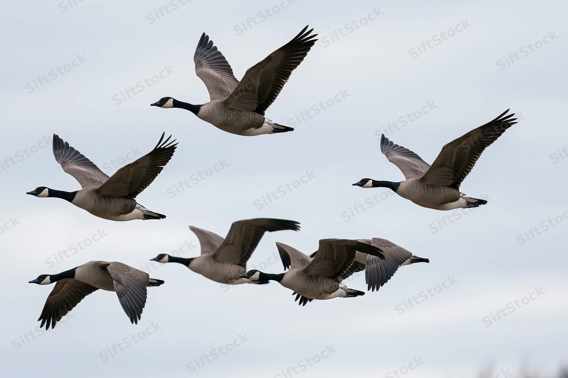 Six canada geese in mid-flight with wings fully spread against overcast sky