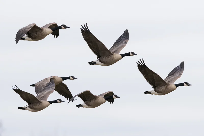 Six canada geese in mid-flight with wings fully spread against overcast sky