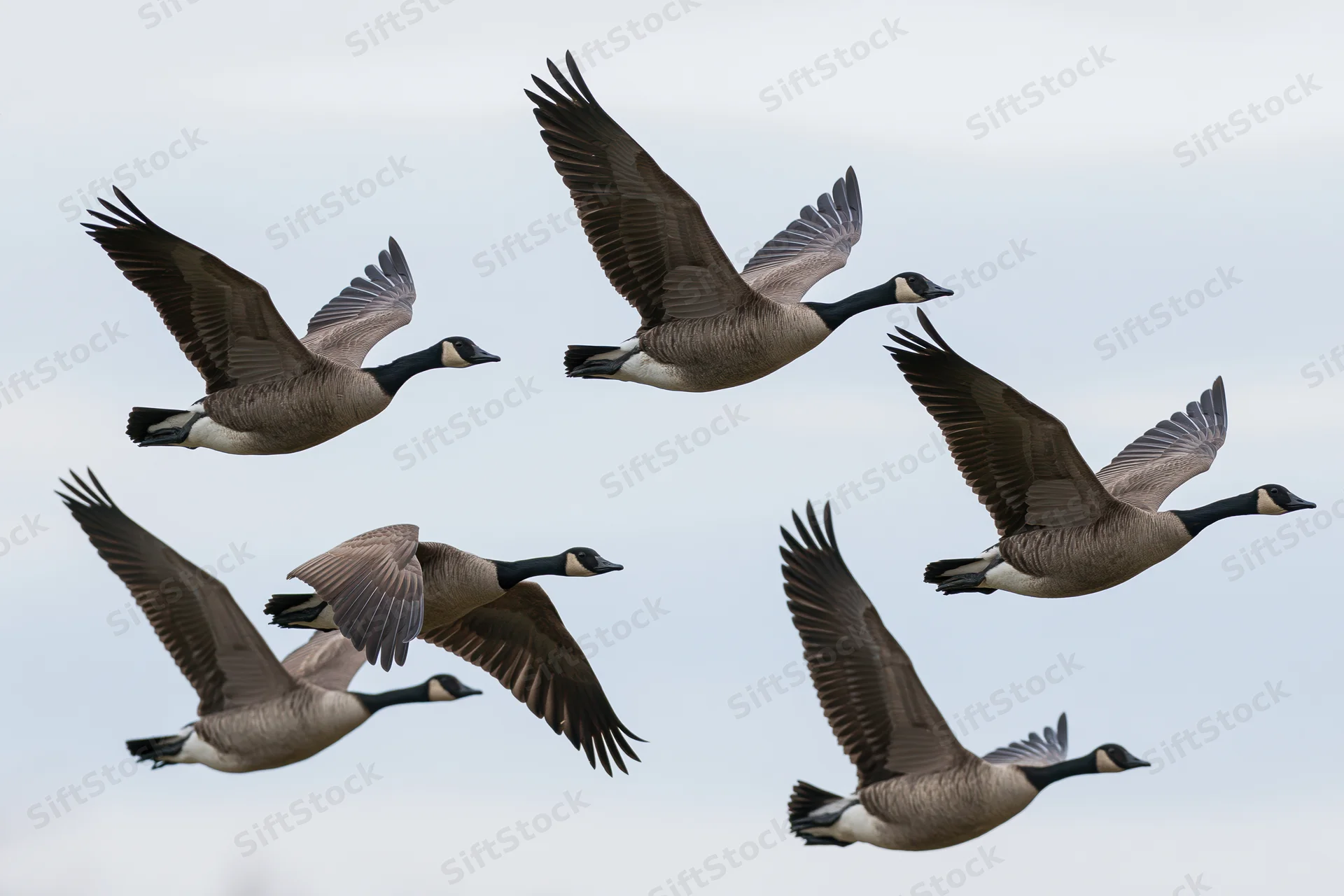 Six canada geese in mid-flight with wings fully spread against overcast sky
