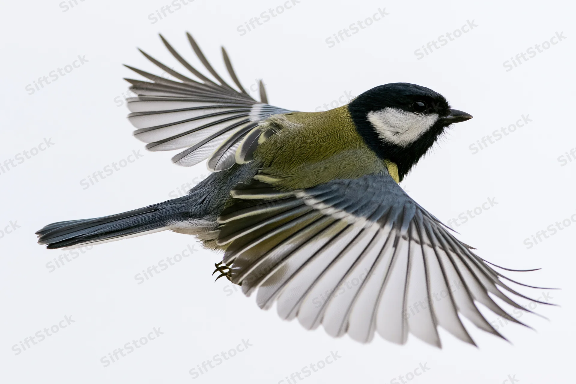 Great tit in mid-flight with wings fully spread against white background