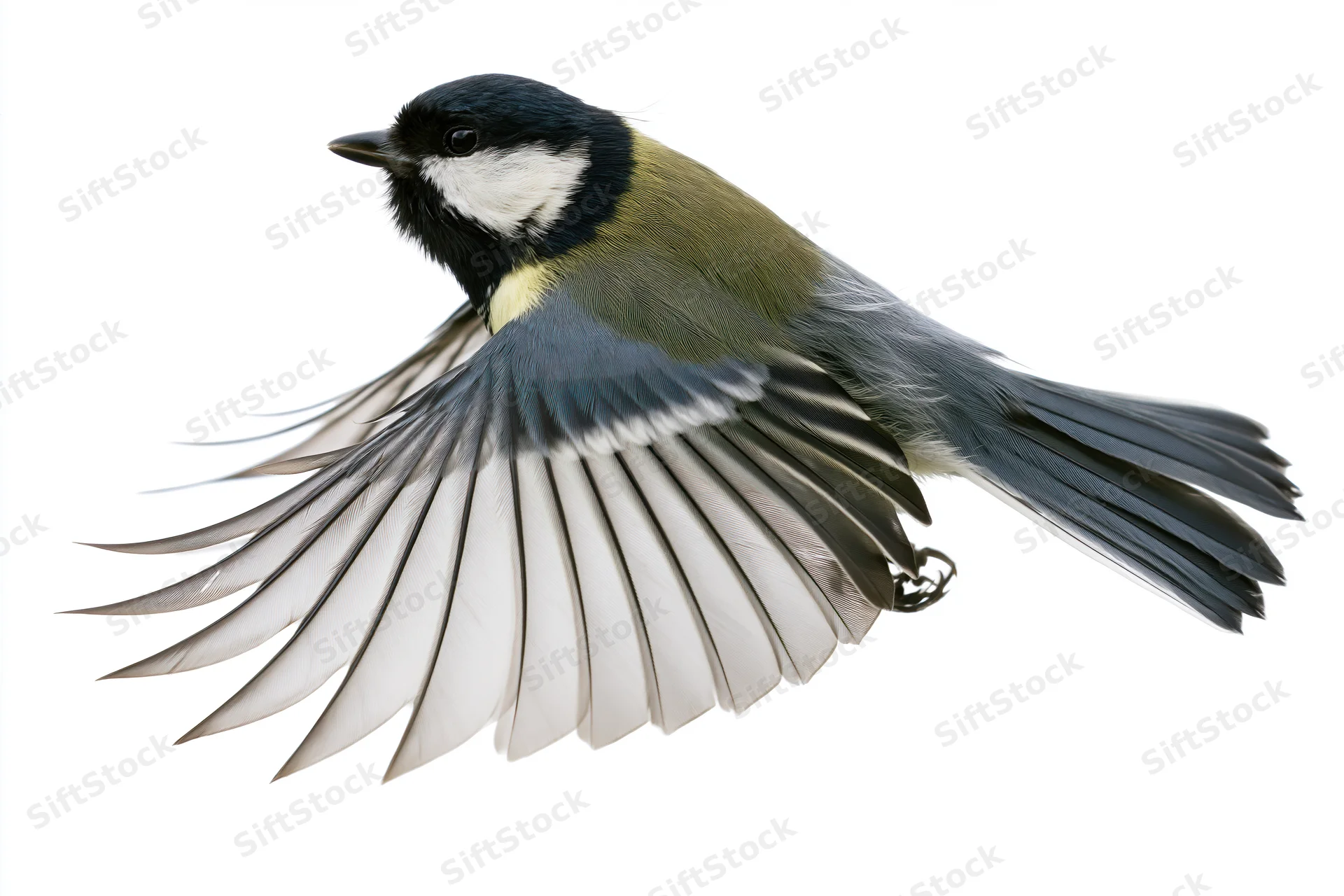 Great tit in mid-flight with wings fully spread against white background
