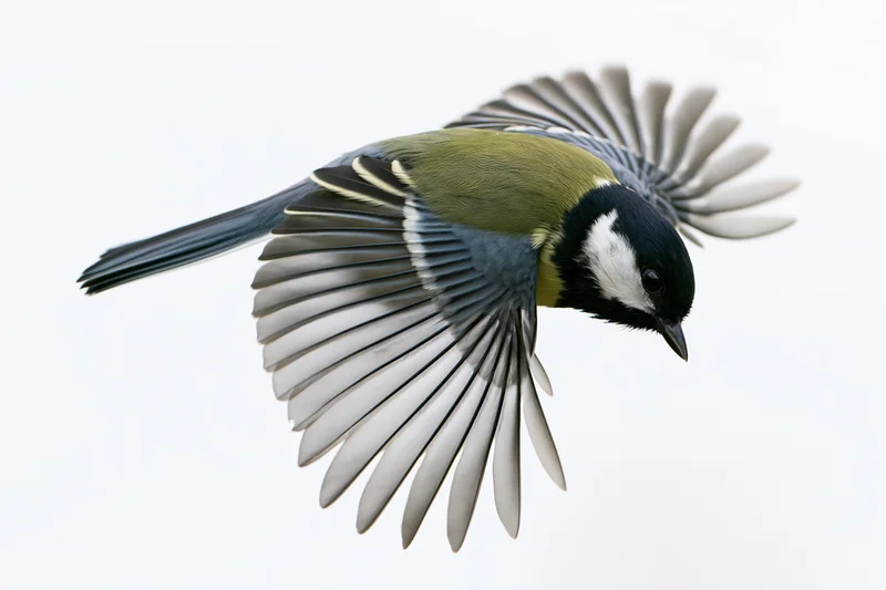 Great tit in mid-flight with wings fully spread against white background
