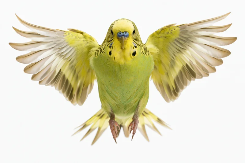 Green and yellow budgerigar parakeet in mid-flight with wings spread against white background