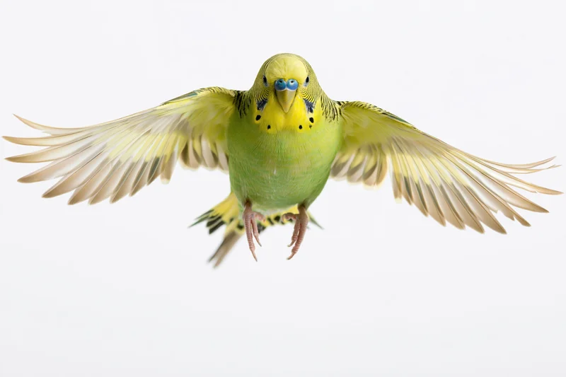 Green and yellow budgerigar parakeet in mid-flight with wings spread against white background