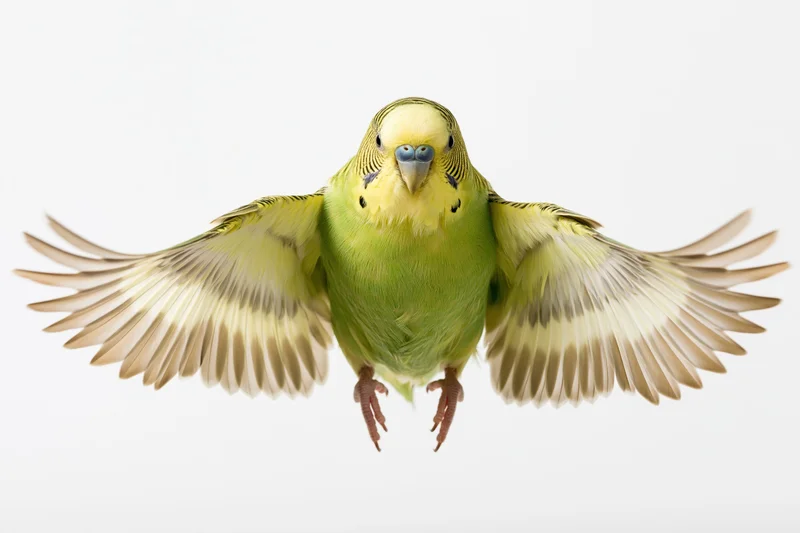 Green and yellow budgerigar parakeet in mid-flight with wings spread against white background