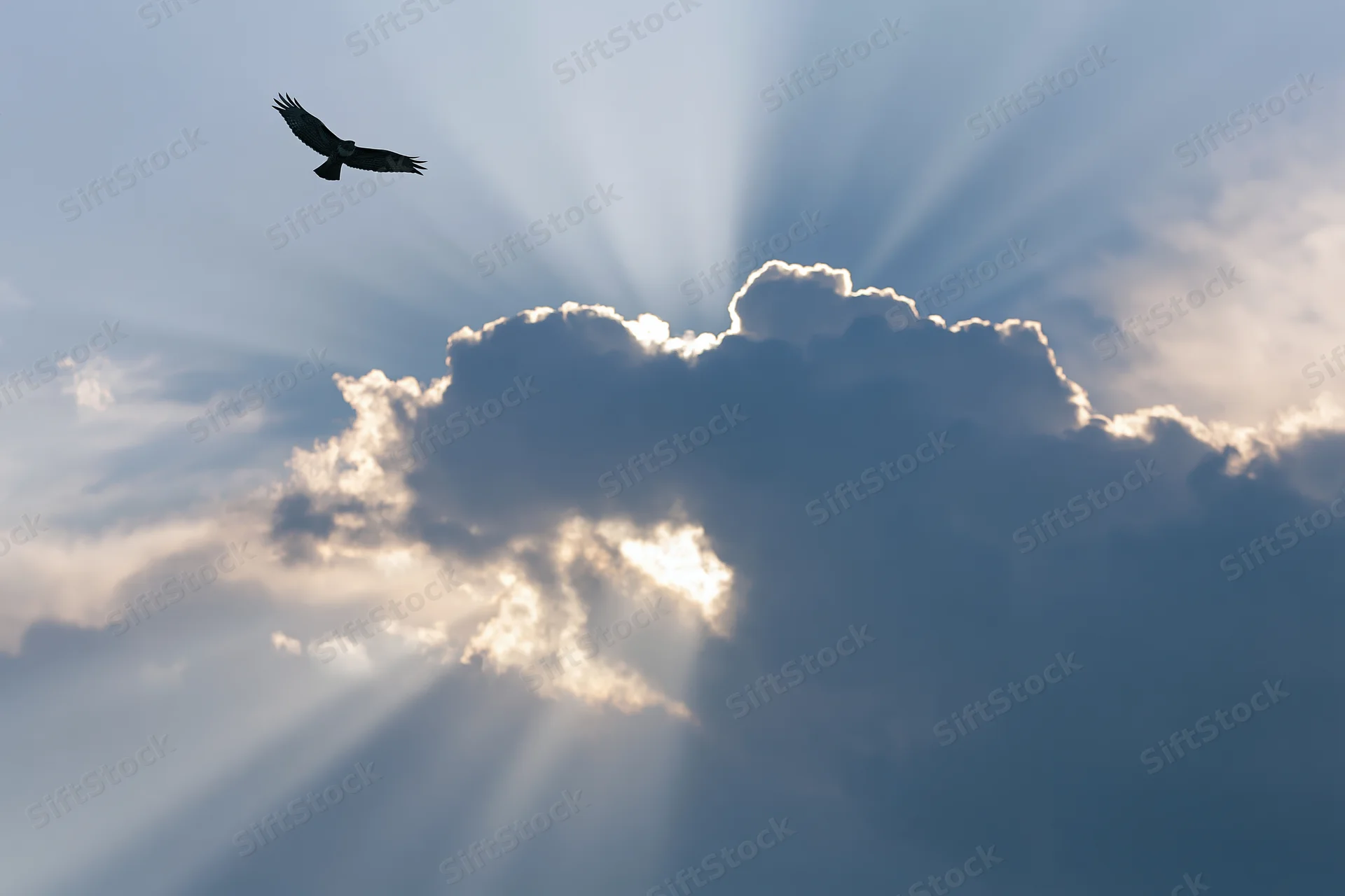 Hawk soaring alone against a dramatic sky with sun rays breaking through clouds