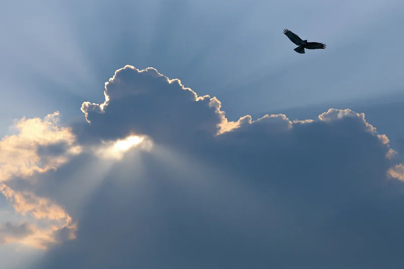 Hawk soaring alone against a dramatic sky with sunbeams breaking through clouds