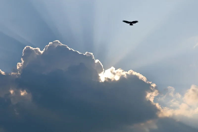 Hawk soaring alone against a dramatic sky with sun rays breaking through clouds