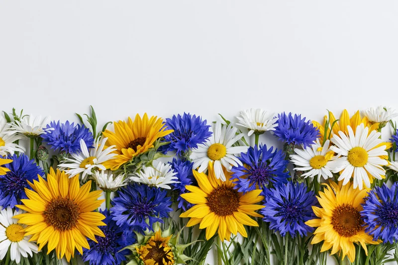 Horizontal border of mixed wildflowers including sunflowers and blue cornflowers arranged along the bottom edge against a white background