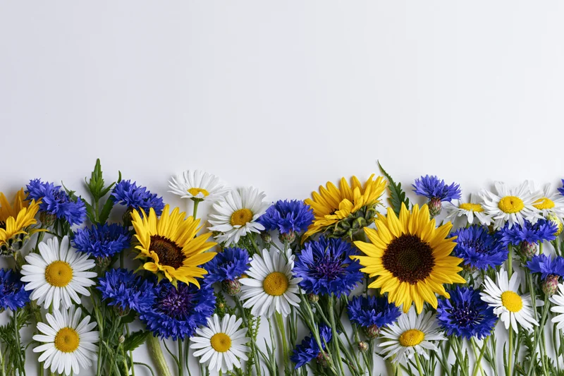 Horizontal border of sunflowers, daisies, and blue cornflowers arranged along white background with copyspace above