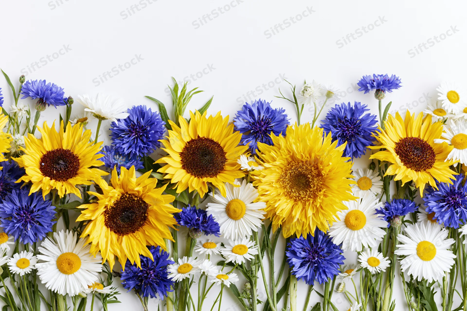 Horizontal border of sunflowers, blue cornflowers and white daisies arranged on white background
