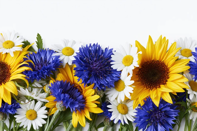 Horizontal border of sunflowers, daisies and blue cornflowers arranged on white background