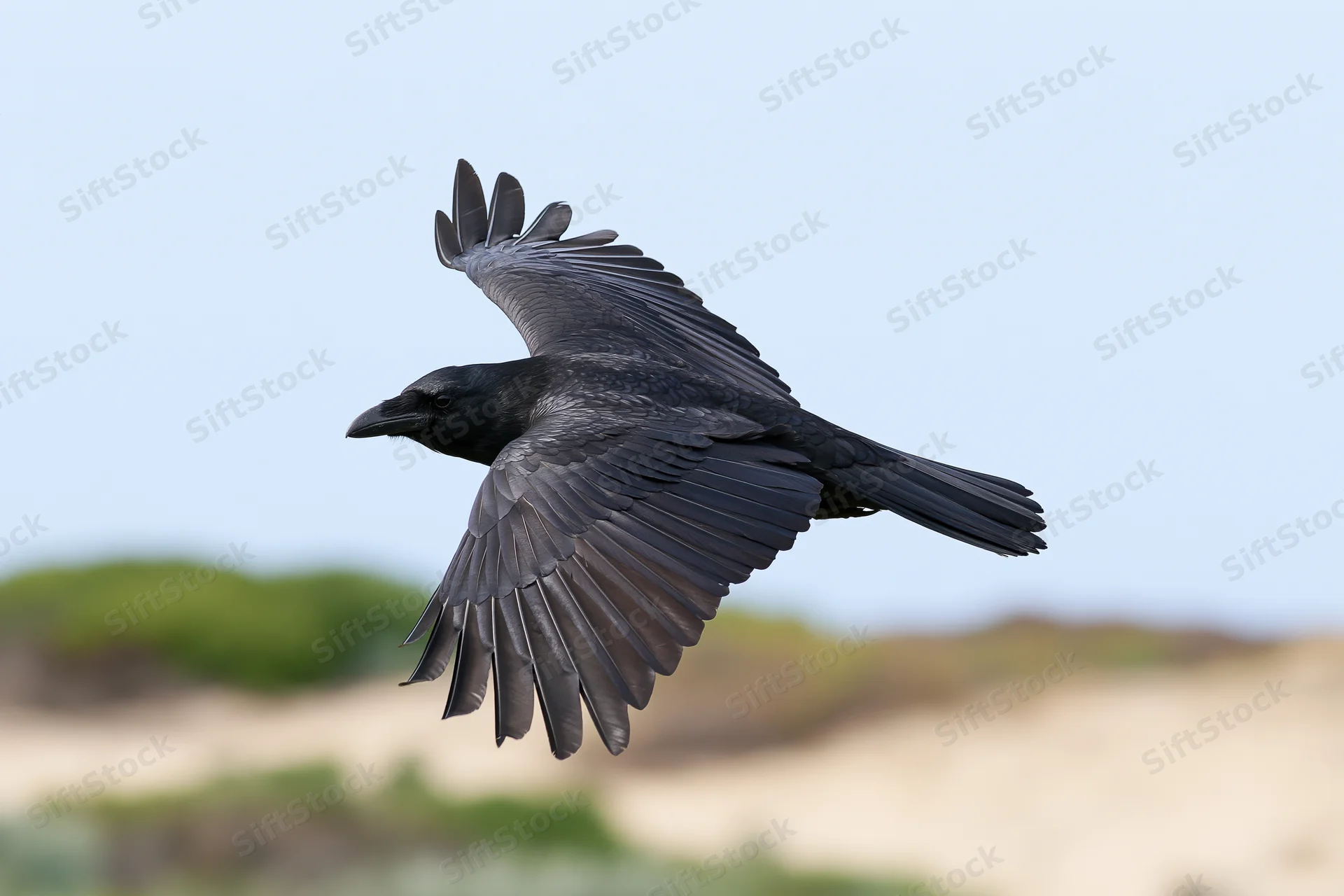 Black crow in mid-flight with wings fully spread against a clear sky and blurred landscape