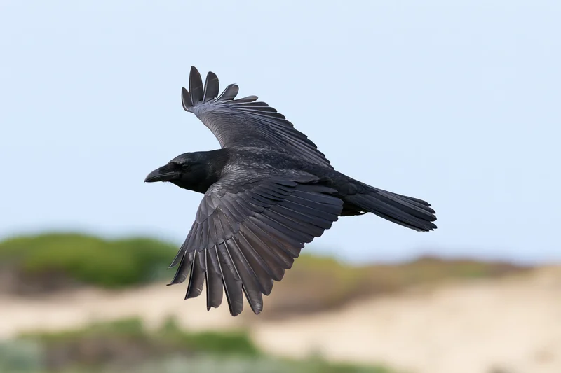 Black crow in mid-flight with wings fully spread against a clear sky and blurred landscape