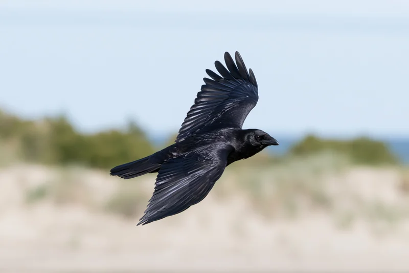 Black crow in mid-flight with wings fully spread over sandy dunes and green vegetation