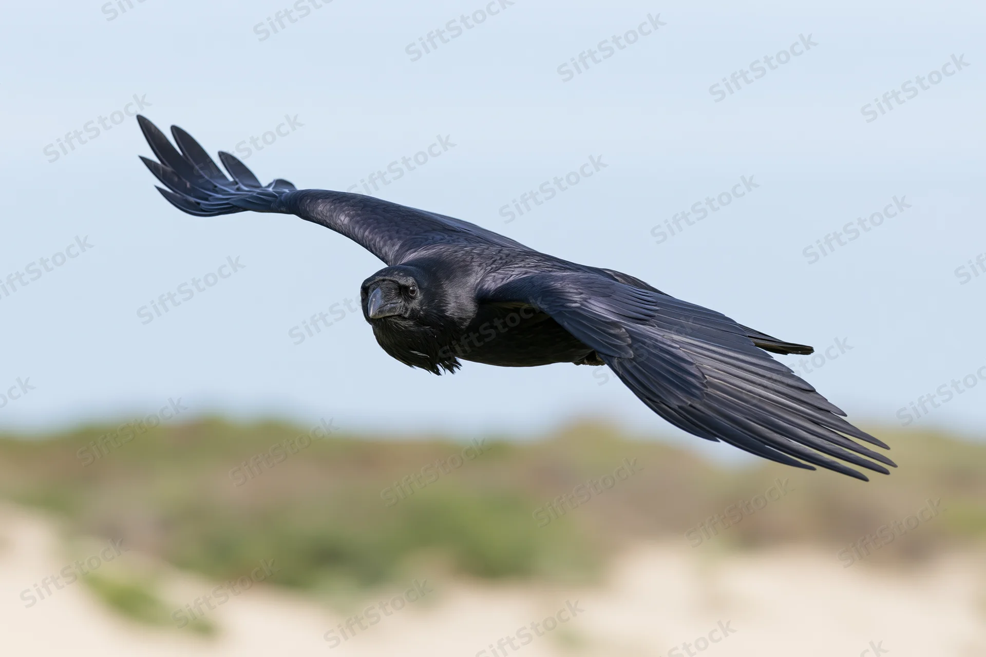 Black crow in mid-flight with wings fully spread against a blurred natural background