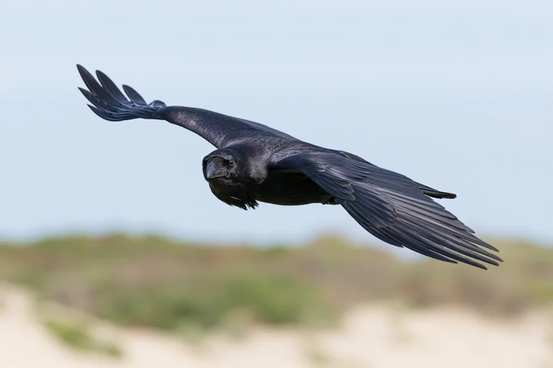Black crow in mid-flight with wings fully spread against a blurred natural background