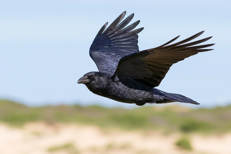 Black crow in mid-flight with wings fully spread against a clear sky and blurred natural landscape