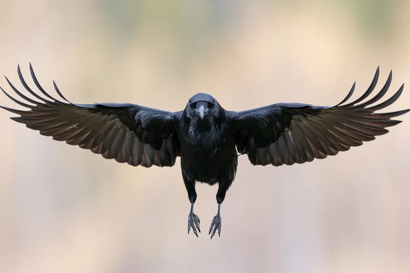 Raven mid-landing with wings fully spread against blurred background
