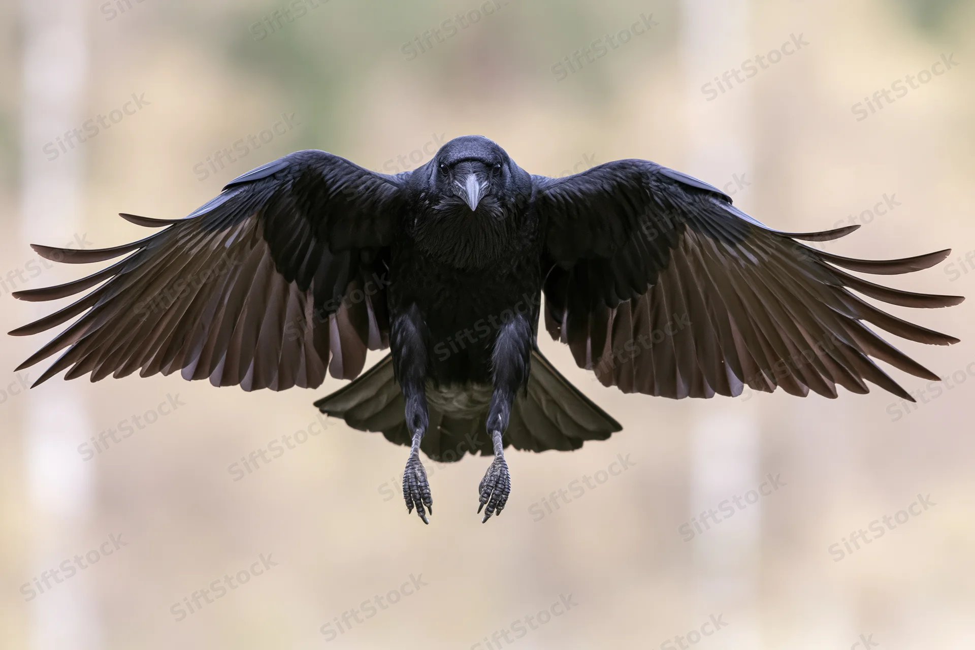 Raven landing with wings fully spread in forest setting