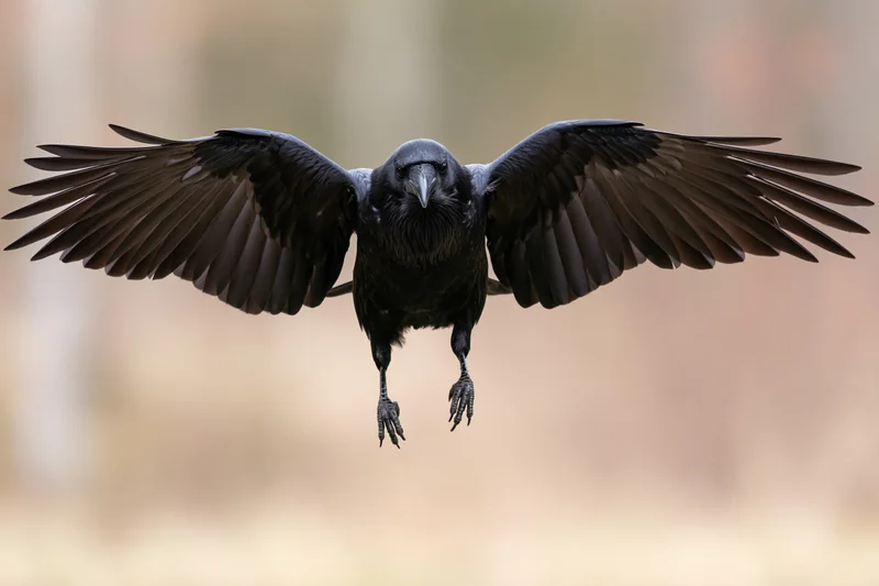 Black raven mid-landing with wings fully spread against blurred background